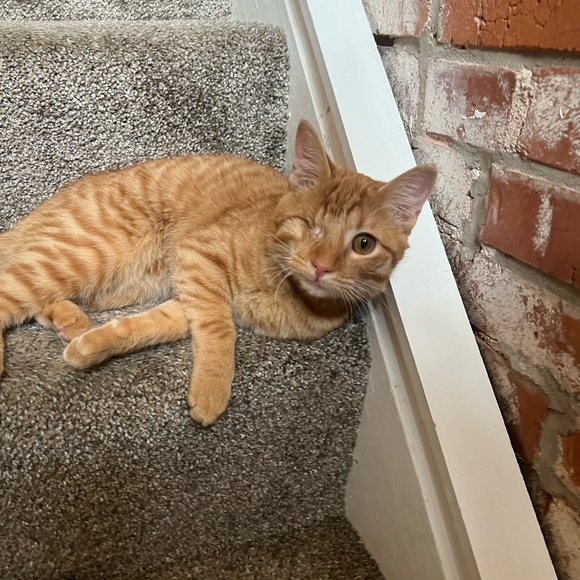 Meet your Posher, Melissa - Picture 3 of 4